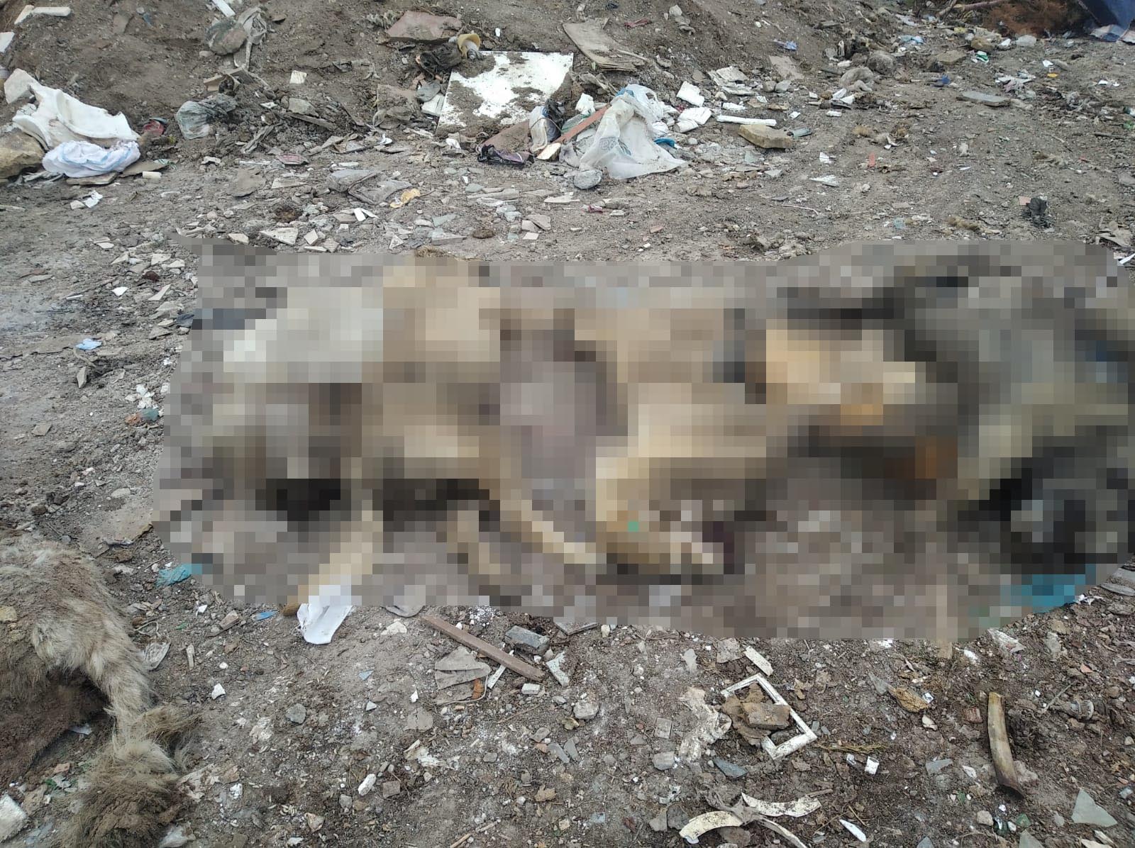 Ankara Gölbaşı�nda molozların arasında 20 ölü köpek bulundu Artı Gerçek