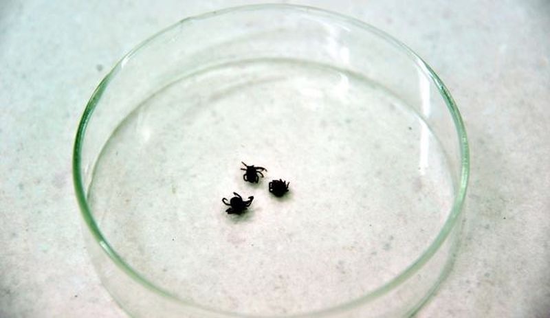 Yozgat�ta kenenin ısırdığı kadın hayatını kaybetti Artı Gerçek