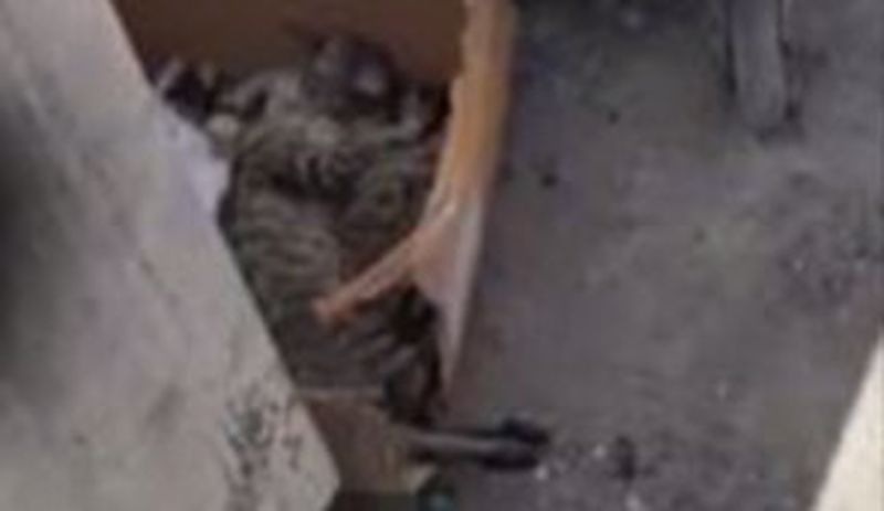 Vahset Istanbul Da Yavru Kedileri Topluca Oldurduler