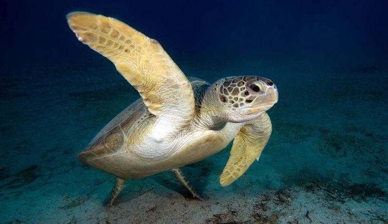 62 türün tehlike altında olduğu Akdeniz'de ekolojik kırım: 'Seyirci kalmayalım' çağrısı