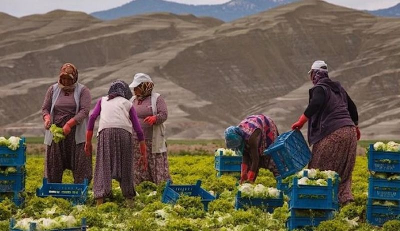 ZMO Başkanı Suiçmez: Kıtlık varken tarım yerine betonu desteklemeyi tercih ediyorlar