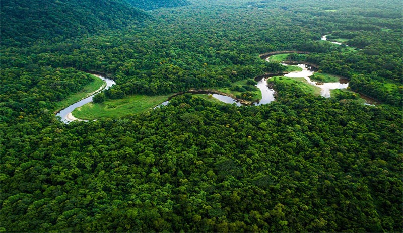 Amazonlar'daki orman tahribatında ocak ayı rekoru kırıldı